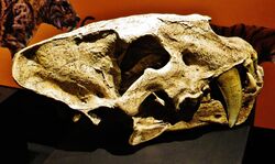 Homotherium crenatidens skull 45.jpg