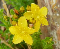 Hypericum aethiopicum subsp sonderi, blomme, Faerie Glen NR.jpg