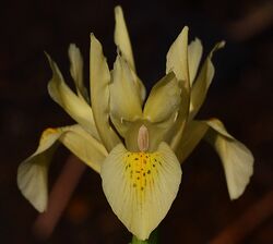 Iris winogradowii.jpg