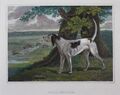 John Scott's Stag hound, The sportsman's repository, 1845.jpg