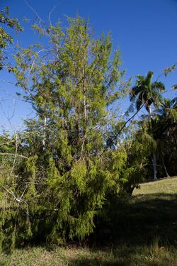 Juniperus saxicola CF9A4502.jpg