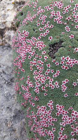 Kelseya uniflora (Oneflower Kelseya) flowering.jpg