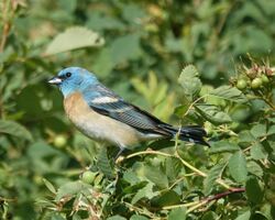 Lazuli Bunting (42190002124).jpg