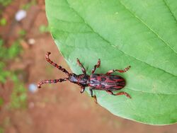 Longhorned beetle 131020191.jpg
