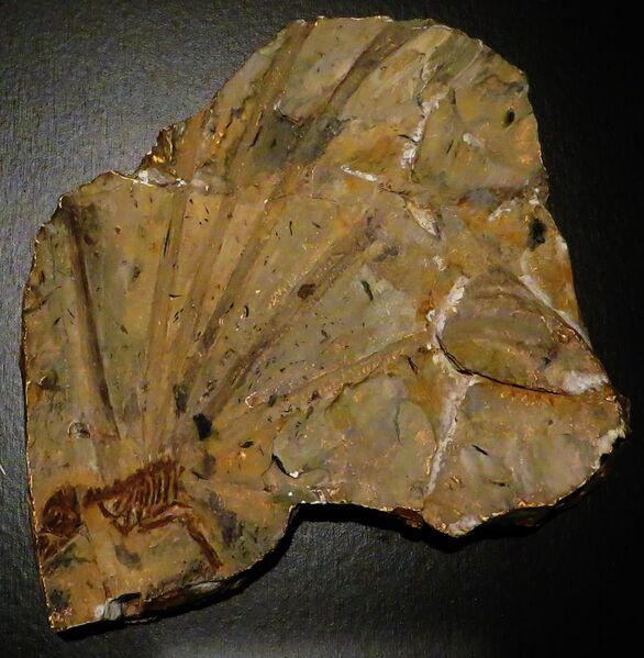 File:Longisquama insignis fossil.JPG