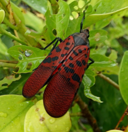 Lycorma Meliae.png