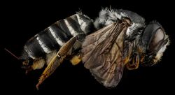 A photograph of a hostile leaf-cutter bee in side-profile