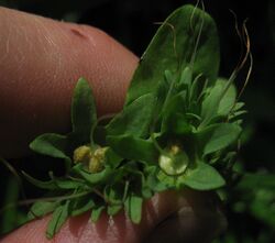 Mertensia virginica seeds.jpg