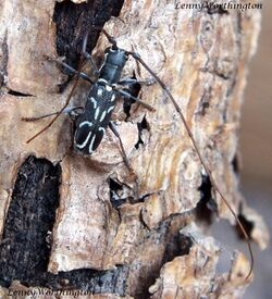 Microlenecamptus signatus (Aurivillius,1914) 7 mm Cerambycidae Lamiinae Dorcaschematini (27446227596).jpg