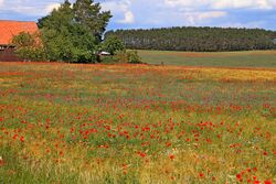 Mohn im Gerstenfeld.jpg