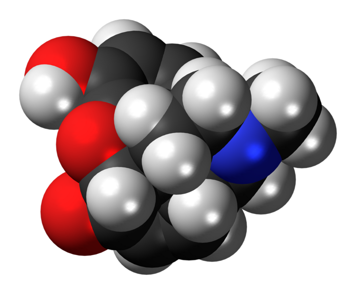File:Morphinone molecule spacefill.png