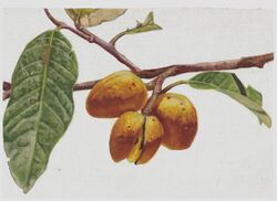 Myristica beddomei and fruit.jpg