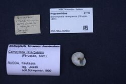 Naturalis Biodiversity Center - ZMA.MOLL.402933 - Stenomphalia ravergiensis (Férussac, 1835) - Hygromiidae - Mollusc shell.jpeg