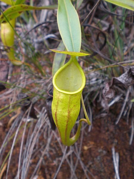 File:Nepenthes micramphora.jpg
