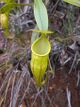 Nepenthes micramphora.jpg