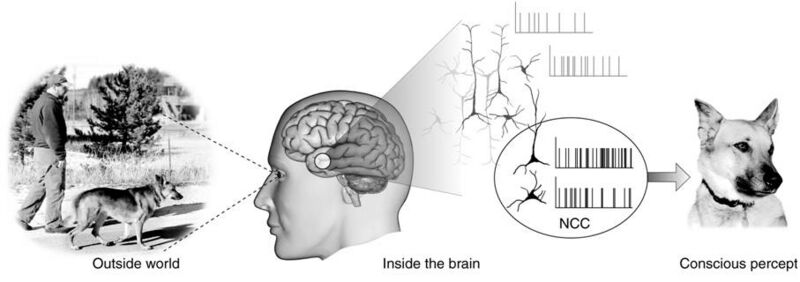 File:Neural Correlates Of Consciousness.jpg