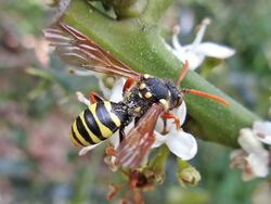 Nomada goodeniana (Apidae) - (imago), Molenhoek, the Netherlands.jpg
