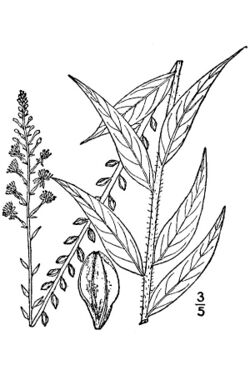 Oenothera curtiflora BB-1913.jpg