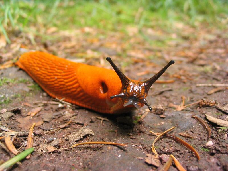File:Orange slug.jpg