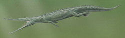 Paleorhinus cropped.png