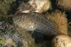 Parablennius sanguinolentus 30-07-07.jpg