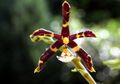 Phalaenopsis mannii Orchi 012.jpg