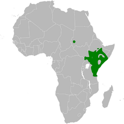 Phyllastrephus strepitans distribution map.png