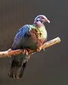 Pink Bellied Imperial Pigeon a.jpg