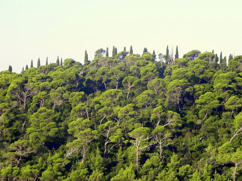 File:Pinus halepensis forest, near Dubrovnik, Croatia - Stiller Beobachter.jpg