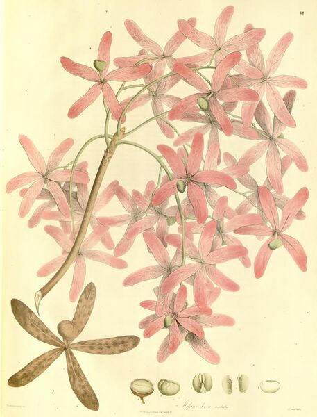 File:Plantae Asiaticae Rariores - plate 012 - Melanorrhoea usitata.jpg