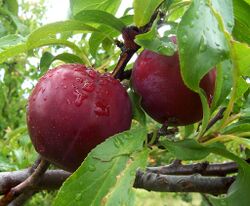 Plum fruits
