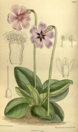 Primula vinciflora 140-8564.jpg