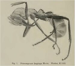Prionomyrmex longiceps Wheeler 1915.jpg
