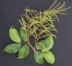 Prioria copaifera leaves & inflorescence.JPG