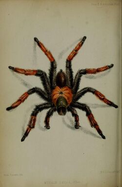 Proceedings of the Zoological Society of London (Annulosa Plate XLIII) (6139777605).jpg