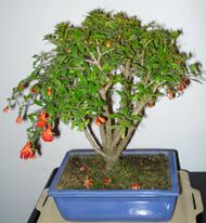 Punica granatum bonsai 17 01 2012.jpg