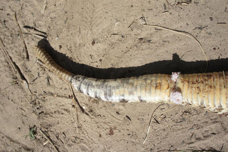 File:Rattlesnake Hemipenes.jpg
