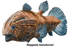 Reconstruction of the coelacanth Rieppelia heinzfurreri - Alain Bénéteau.webp
