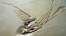 Rhamphorhynchus muensteri cast.jpg