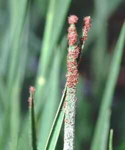 Rhipicephalus-microplus-larvae-questing.jpg