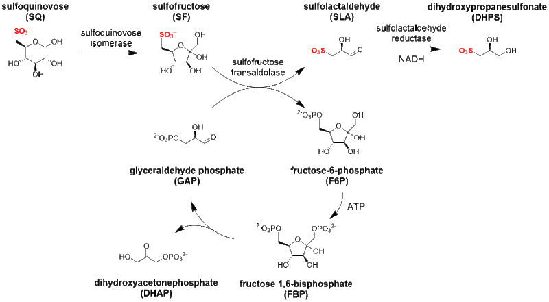 File:SFT pathway.gif