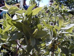 Salix Cordata-Weldy.jpg