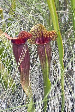 Sarracenia naczii.jpg