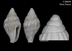 Seminella comistea (MNHN-IM-2015-2329).jpeg