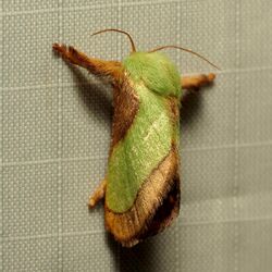 Smaller Parasa Moth (37183851232).jpg