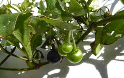 Solanum opacum by Peter de Lange.jpg