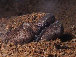 Stargazer snake eel (Brachysomophis cirrocheilos) (14419490013).jpg