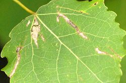 Stigmella.assimilella4.-.lindsey.jpg