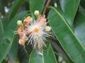 Syzygium hemisphericum 04.jpg