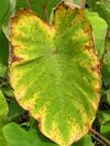 Taro Cladosporium leaf spot (12227195866).jpg